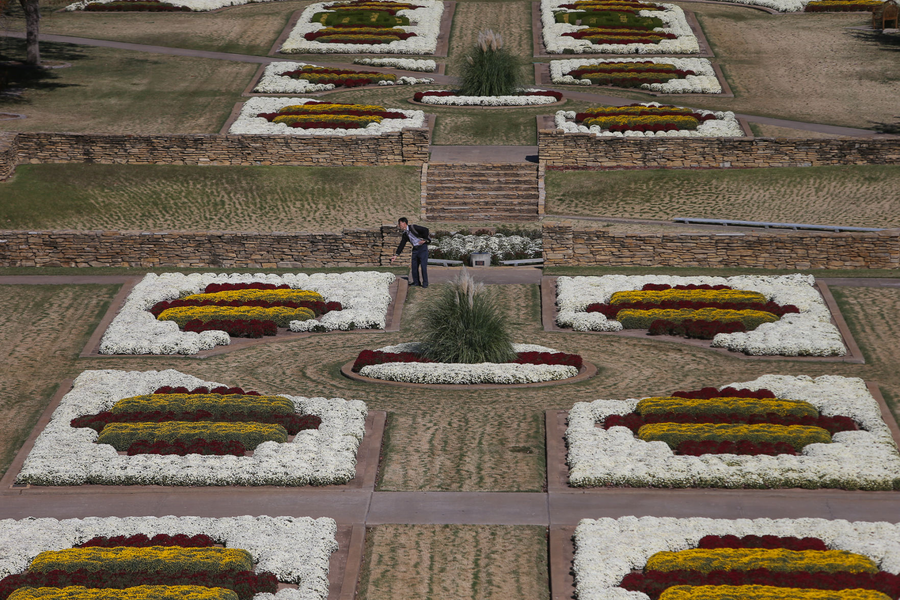 South Oval Mums